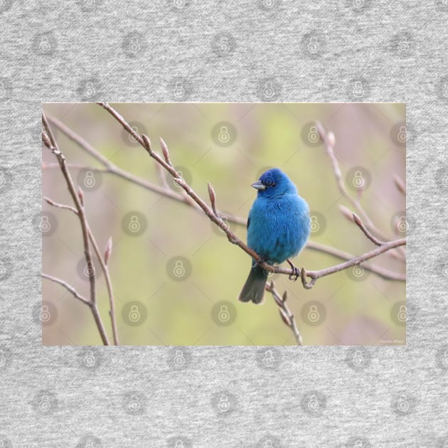 Indigo, Bunting No.2 by MaryLinH